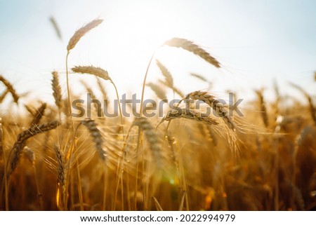 Background of ripening ears of yellow wheat field at sky background. Growth nature harvest. Agriculture farm.