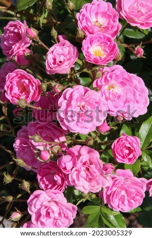Closeup picture of a a lovely rose bush in a beautiful summer garden