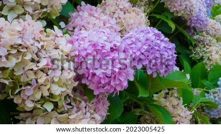 Detail of light purple and white hydrangea flowers