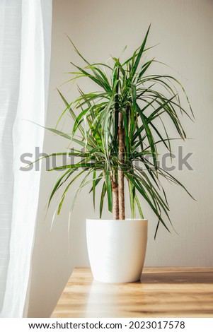 A dracaena flower in a ceramic pot stands on the table at home. Home plants, care and interior decoration, the perfect gift. Vertical photo Royalty-Free Stock Photo #2023017578