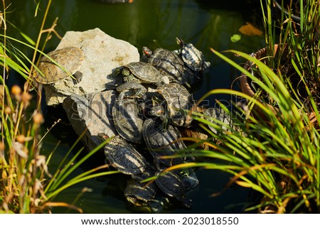 Far Eastern red-eared slider turtles in the botanical garden - close-up photo, background for the website and design