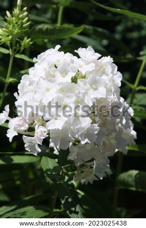 Closeup picture of a beautiful Turkish carnation in a summer garden
