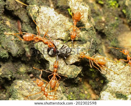 Red ant or  Fire ant 