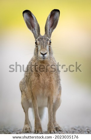 European brown hare (Lepus europaeus) Royalty-Free Stock Photo #2023035176