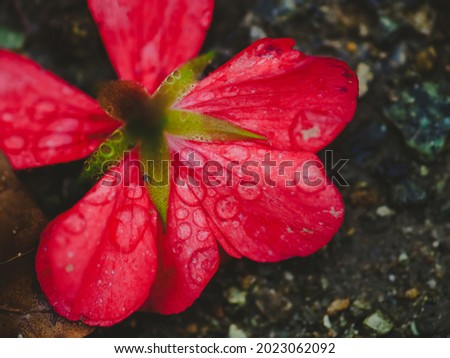 red flower covered with water drops lays on a ground, autumnal scene