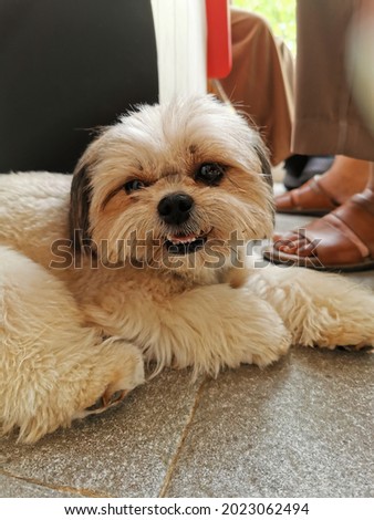 A cute picture of a maltese dog.