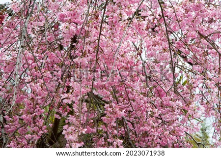 Beautiful spring cherry blossom with fading in to pastel pink and white background. Shallow depth of field. Wide header dimension.