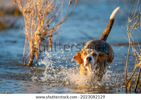 photo of dogs playing in water