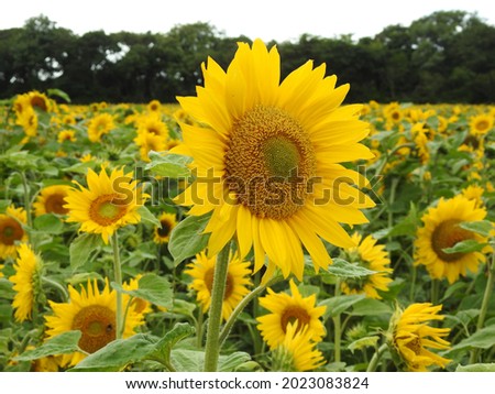 Close up of sunflower flowerhead with background sunflowers blurred for effect to concentrate attention on main hero sunflower. Sunflower field is in Termonfeckin, County Louth, Ireland.  Royalty-Free Stock Photo #2023083824