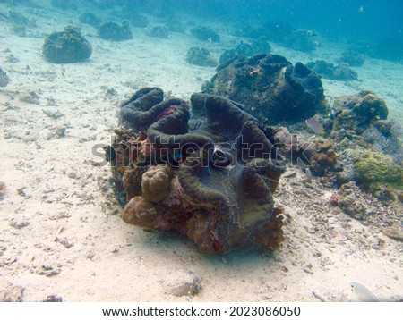  Tridacna. Giant clam on a sandy bottom under water.                              
