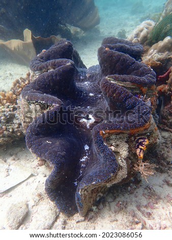 Tridacna. Giant clam on a sandy bottom under water.