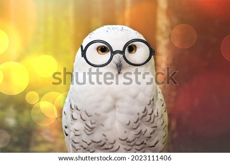 Funny polar owl with professor glasses isolated on a beautiful magical background with festive bokeh lights.Arctic white owl with yellow eyes close up. Back to school in september. Symbol of wisdom