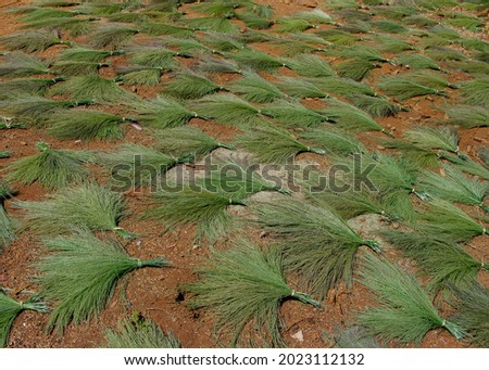 Wild grass thysanolaena maxima used for traditional brooms drying in a northern Thailand rural village