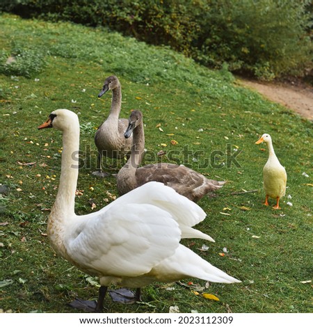 Saint Petersburg, Russia - August 1, 2021, Elagin Island, a park in Saint Petersburg, cute poultry: ducks, geese, swans walk in the meadow