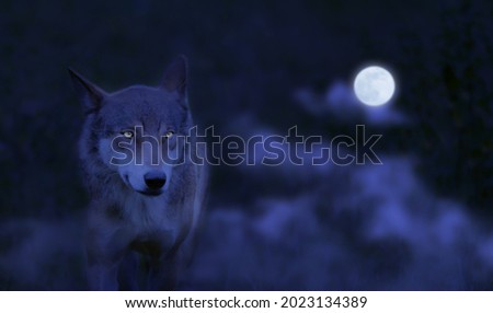 close up of a running wolf from the front at night and full moon, power of a beautiful hunter with attentive eyes in the forest, creepy animal concept for halloween