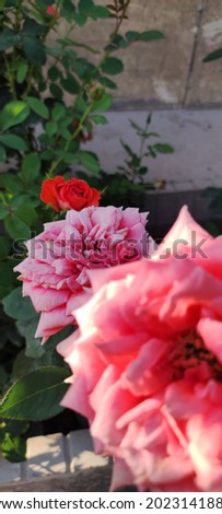 Three rose flowers, focus on the middle
