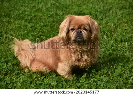Fantastic look directly into the face of a pekingese dog sitting in grass. Royalty-Free Stock Photo #2023145177