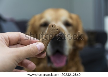 A woman hand holding a dog treat in front of a golden retriever dog Royalty-Free Stock Photo #2023212860