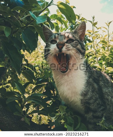 A white cat with black and gray stripes meowing, with its mouth open, and sitting on a branch in a tree. The background is made of green quince leaves.
