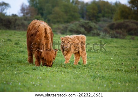A cute Highland calf standing next to its mother