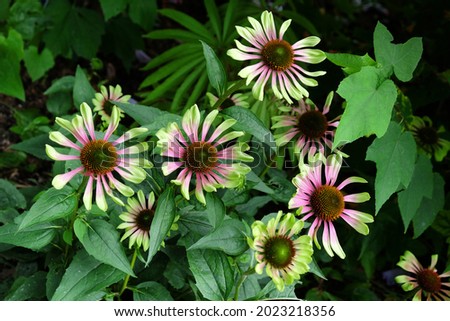 echinacea purpurea 'green twister' in flower Royalty-Free Stock Photo #2023218356