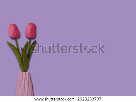 Closeup beautiful pink tulip vase on left isolated pastel violet for background or design stock photo, single pot flower