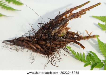 Male fern root close up on white background. Also known as Dryopteris filix-mas, Bear's paw, Knotty Brake, and Sweet Brake, has been used for centuries as a defence against harmful organisms.