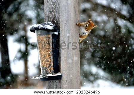 squirrel harvesting winter food from feeders