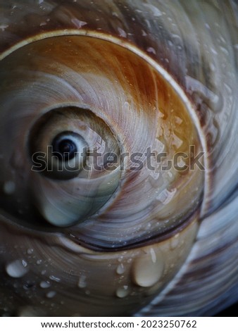 spiral eye of snail shell 
