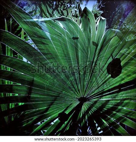 Early morning light shining through a tropical gorgeous green fanned plant.  Royalty-Free Stock Photo #2023265393