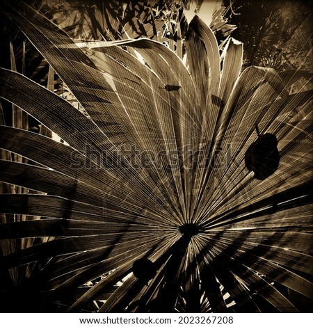 Early morning light shining through a tropical gorgeous fanned plant. Sepia photograph evokes a bygone era. Royalty-Free Stock Photo #2023267208
