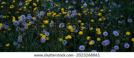 White fluffy Dandelion in grass among yellow flowers.