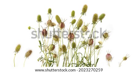 Garden flowers in late summer isolated on white background. Flowers with seed heads  left after flowering. 