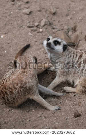 Some meerkats are playing in the sand. sand background. Morning time. Sunny weather. Black eyes with brown fur.