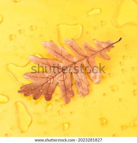 Autumn leaf with raindrops on yellow background. Minimal nature concept. Holiday season layout.