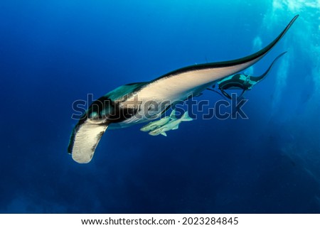 Picture shows a Manta Ray at Isla Revillagigedos, Mexico
