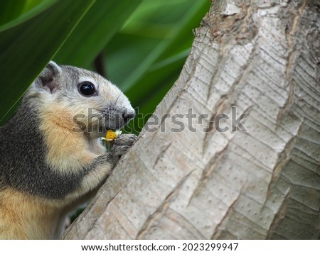 closeup of grey squirrel holding a coat buttons flower