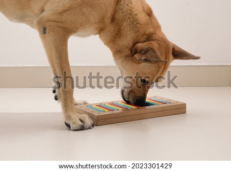 Smart dog is looking for delicious dried treats in intellectual game and eating them, close up. Intellectual game for dogs. and training of nose work with pet. brain game training for dogs Royalty-Free Stock Photo #2023301429