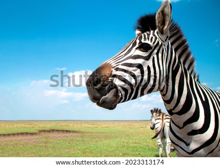 zebra chewing. Cape mountain zebra close-up against the sky. Equus zebra in natural habitat. National reserve of zebras Askania Nova. Zebra portrait cheerful. space for text. High quality photo Royalty-Free Stock Photo #2023313174