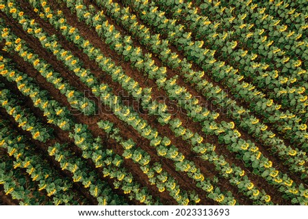 Top aerial view of sunflower plantation field just before sunset. Agriculture drone shots. 