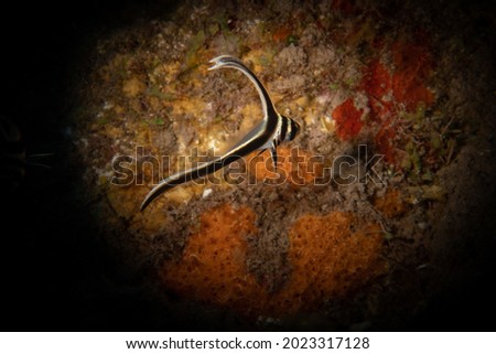 Juvenile Sotted Drum (Equetus punctatus) on the reef off the island of Saba, Dutch Caribbean.