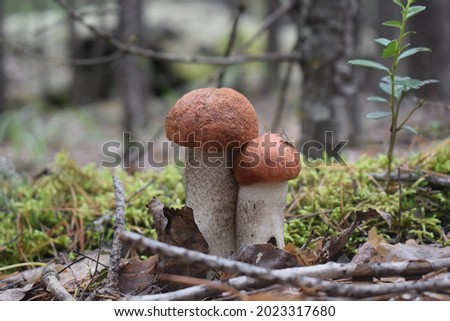 Edible mushrooms in a summer forest close up