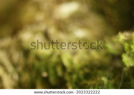 Bokeh blurred forest background of green plants. High quality photo