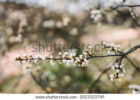 Branch with blossoms and shallow background