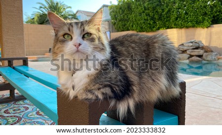 Siberian Kitten Sitting Relaxed on a Sunny Backyard