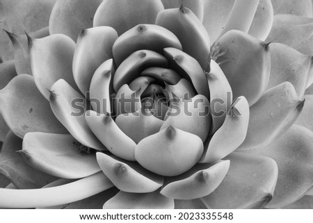 Close-up gray succulent plant macro background. Macro fresh echeveria plant. Grey succu background. Floral backdrop. High quality photo