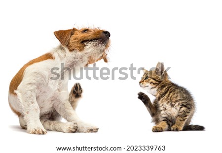 dog and cat scratching paw from allergies and fleas on a white background Royalty-Free Stock Photo #2023339763