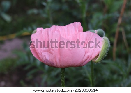 Pink color Papaver Orientale flowers in a garden in June 2021. Idea for postcards, greetings, invitations, posters and Birthday decoration, background