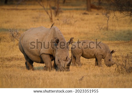 A protective Southern White Rhino and her calf enjoys the warm golden last light of the day in the African bush while grazing. Royalty-Free Stock Photo #2023351955