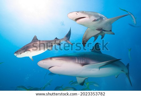 Tiger shark, Caribbean reef shark and Lemon shark
 Royalty-Free Stock Photo #2023353782